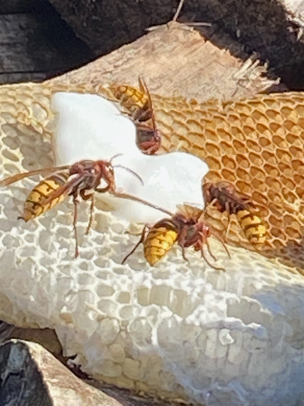 Hornisse aus der Nähe