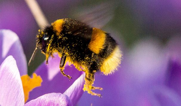 Hummel auf einer Blüte