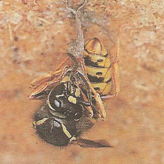 Frühjahr: eine einzelne Königin startet das Nest