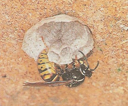 Königin baut die schützende Hülle um das Nest