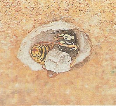Königin legt im Nest die ersten Eier und pflegt die Larven